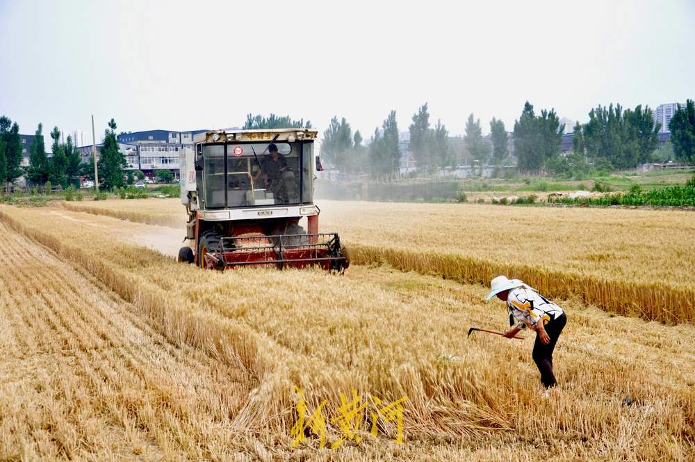 夏季麦收季，济南黄河南岸麦田开始收割