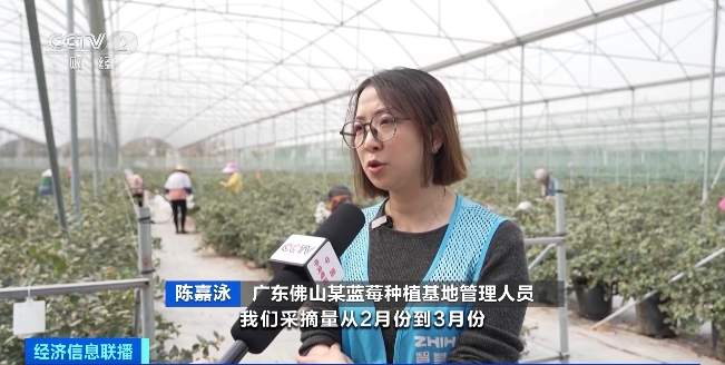 蓝莓降价!比去年便宜将近20%