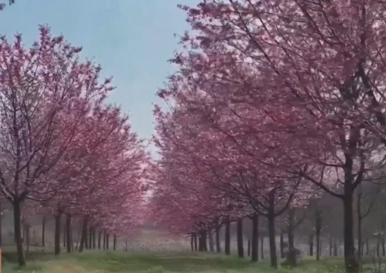 以花为媒将“流量”变“增量” 花海美景开启以旅促农增收“金钥匙”