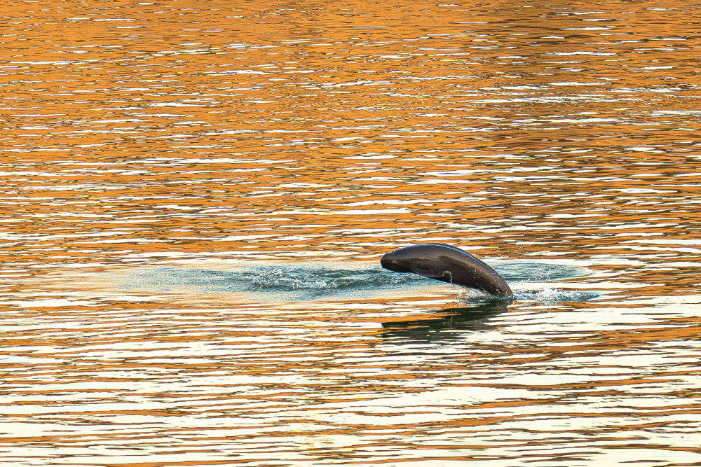 镜观·回响｜守护一江清水永续东流