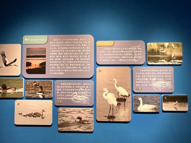 “鸟中大熊猫”和全球极危物种在山东这里繁衍生息