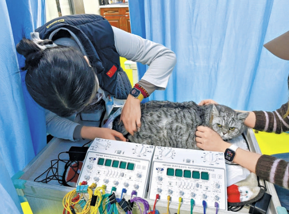 针灸艾灸推拿按摩 “毛孩子”也开始看中医了