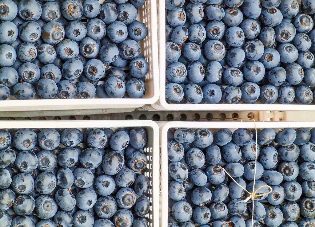 “贵族水果”价格大跳水！