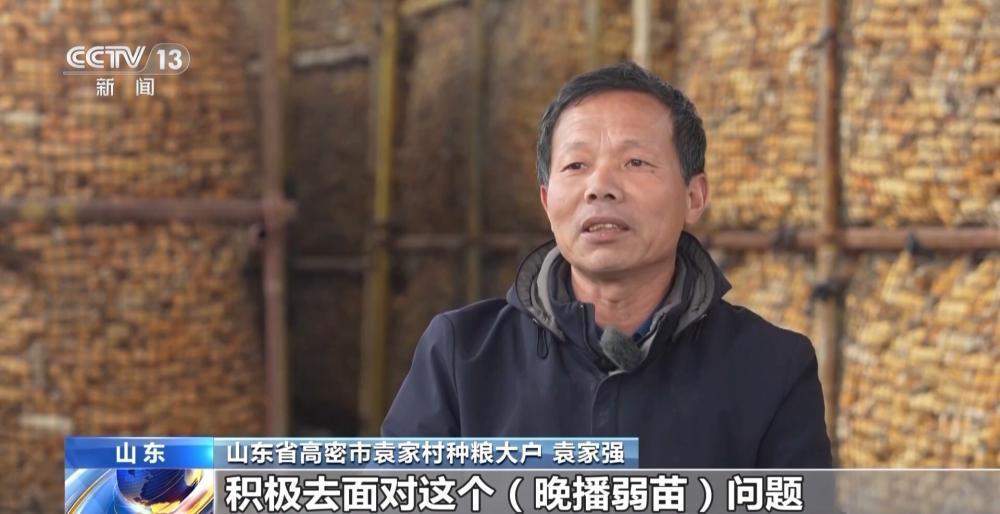 晚播麦吃上“营养餐”，山东精细化田管助小麦“强筋健骨”