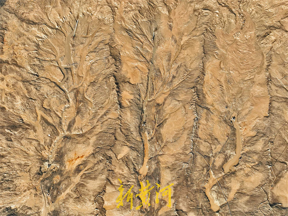 济南黄河北岸现“潮汐树” 壮美景观如同大地脉搏