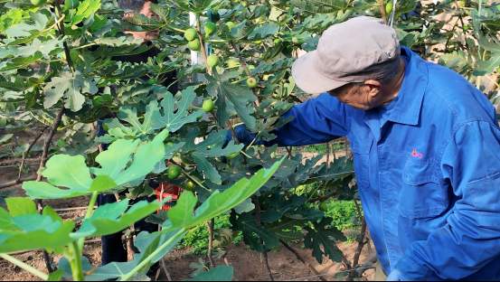 融媒·见证丨曾经的工业明星村，唱起农业“致富经”——金庄村的“甜蜜转型”