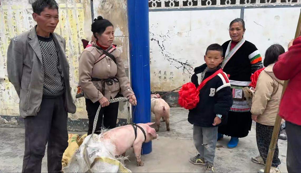贵州一山村小学24名学生获奖小猪 抓阄分配现场牵走