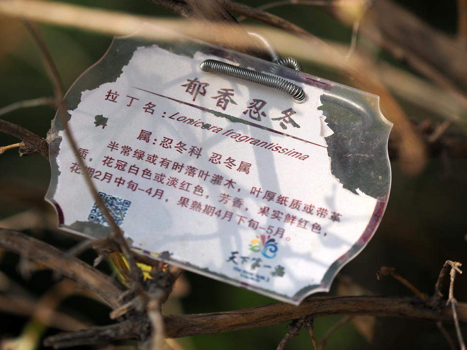 早春大明湖，郁香忍冬静待叶醒