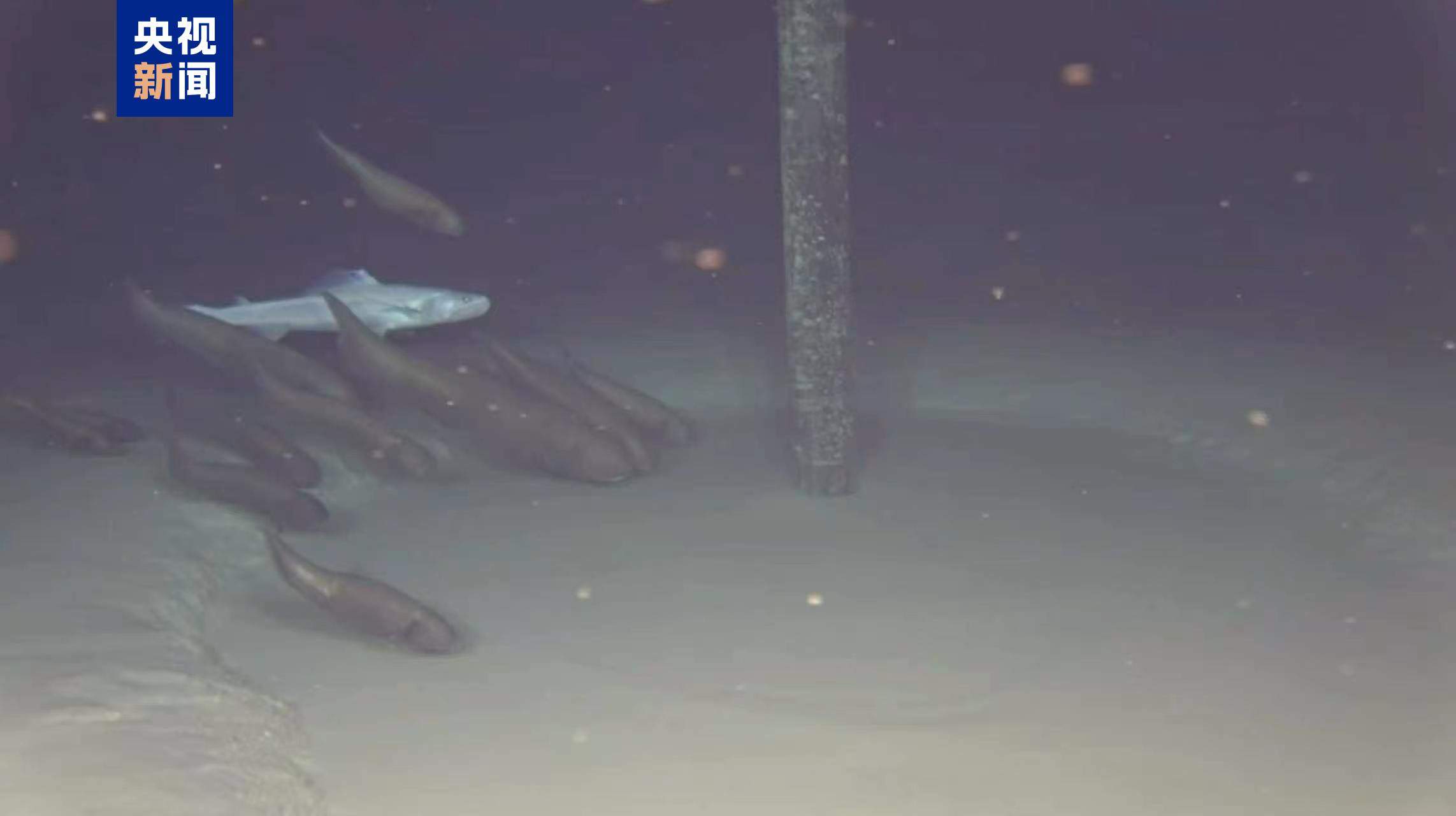 “梦想”号南海试钻成功 钻获深海洋盆玄武岩样品