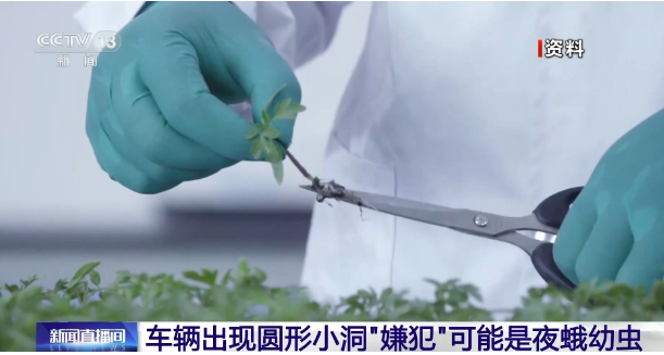 小心被虫啃出小圆洞 经常户外停车的要注意这类树