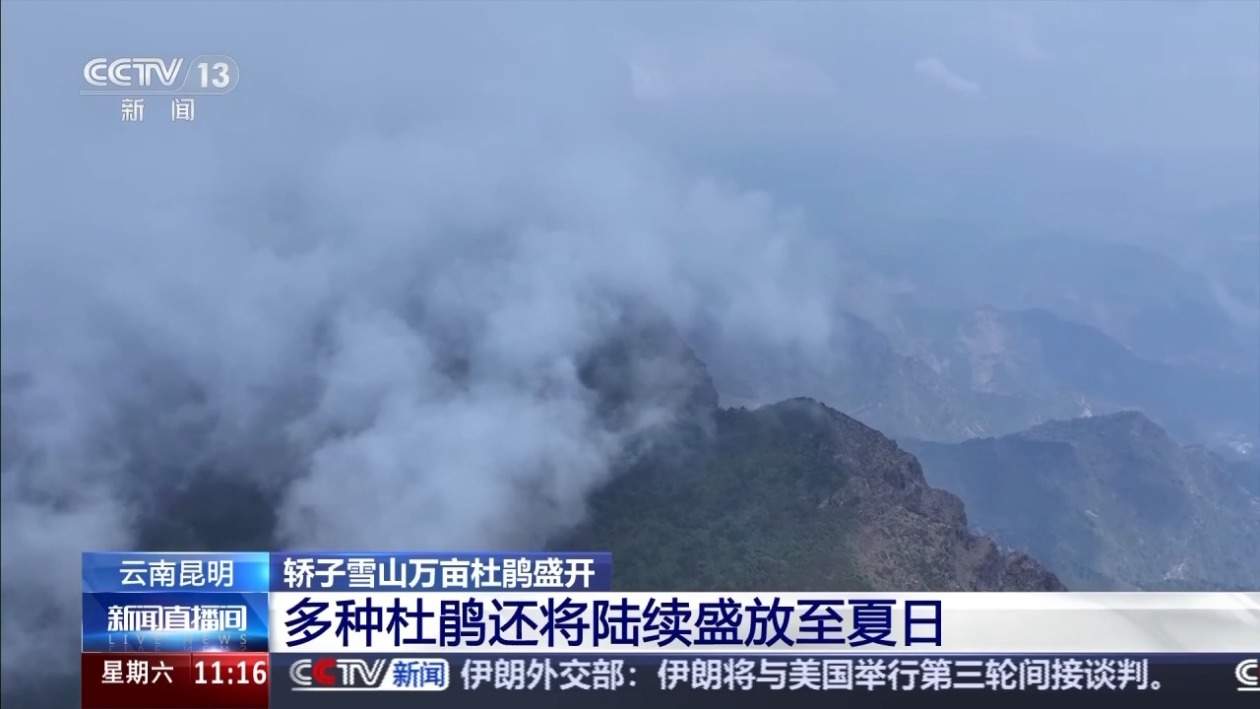 “五一”去哪儿？攀登华山有“外挂” 雪山杜鹃醉春光