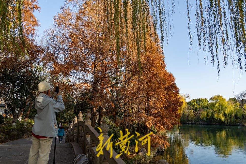 杉红柳绿！无人机视角解锁大明湖诗意冬妆