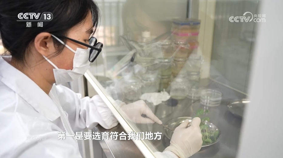 焦点访谈｜“幸福产业”书写乡村振兴“花样”答卷