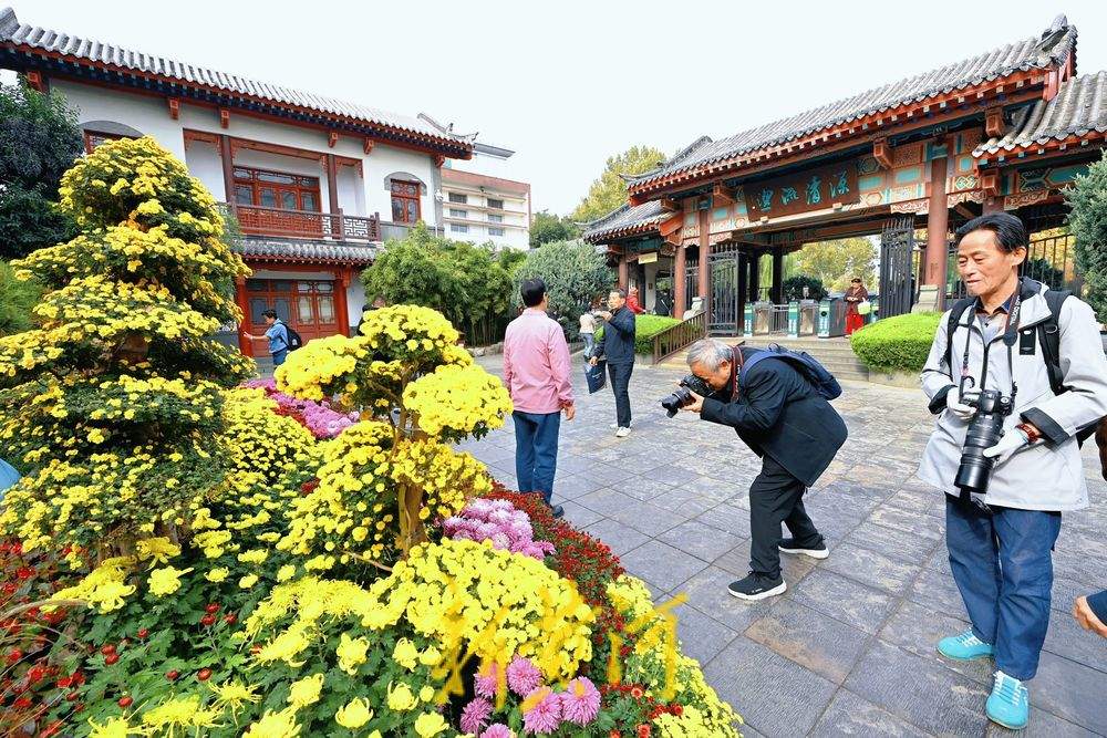 一步一景！趵突泉菊展进入最佳观赏期